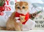 PANCAKE - Scottish Fold Kitten For Sale - Austin, TX, US