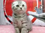 Reserved TIGER - Scottish Fold Kitten For Sale - Austin, TX, US