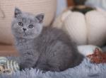 BUDDY - British Shorthair Kitten For Sale - Austin, TX, US