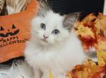 Ragdoll Kitten Female Chocolate bicolor - Ragdoll Kitten For Sale - 