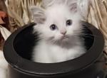 Ragdoll kitten Male Lilac Bicolor - Ragdoll Kitten For Sale - 