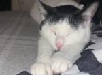 Trixie - Domestic Cat For Adoption - Latham, NY, US