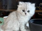 Lucy - British Shorthair Kitten For Sale - 