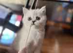 Nora - British Shorthair Kitten For Sale - 