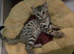 Halloween Bengal Kittens - Bengal Kitten For Sale - VA, US