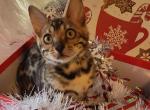 Sarabi bengal yellow collar - Bengal Kitten For Sale - 