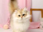 Onix longhair - British Shorthair Kitten For Sale - Houston, TX, US