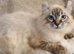 Shadi - Highlander Kitten For Sale - Bridgeton, NJ, US