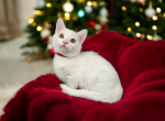 Selene - Munchkin Kitten For Sale - Joplin, MO, US