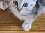 Pepper - Highlander Kitten For Sale - Bridgeton, NJ, US