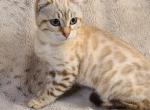 Elsa - Highlander Kitten For Sale - Bridgeton, NJ, US