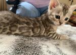 Princess's litter - Bengal Kitten For Sale - Shickshinny, PA, US