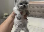 Scottish  longhair - Scottish Straight Kitten For Sale - Ontario, NY, US