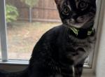 Badtz Maru - Bengal Kitten For Sale - 