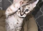 My Melody - Bengal Kitten For Sale - 