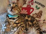 Sarabi Teal collar - Bengal Kitten For Sale - 