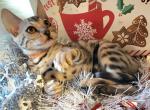 Sarabi orange collar - Bengal Kitten For Sale - 