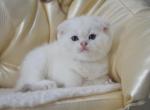 Blue Point Harry - Scottish Fold Kitten For Sale - Jersey City, NJ, US