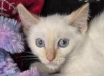 Flame Point Balinese Siamese - Siamese Kitten For Sale - 