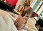 BiColor Female Purebred Sphynx Kitten - Sphynx Kitten For Sale - Chicago, IL, US