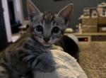 Bengal for sale - Bengal Kitten For Sale - Medford, MA, US