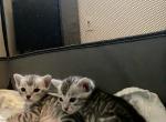 Silver Male - Bengal Kitten For Sale - 