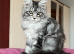 Gretta - Maine Coon Kitten For Sale - Hollywood, FL, US