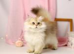 Onix - British Shorthair Kitten For Sale - Hollywood, FL, US