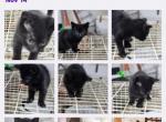 Have no names yet - Domestic Kitten For Adoption - Hubbard, OR, US