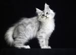 Litter I - Maine Coon Kitten For Sale - Moscow, Moscow, RU