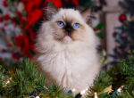 Ever So Sweet - Ragdoll Kitten For Adoption - Winona, MN, US