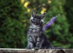 Litter H - Maine Coon Kitten For Sale - Moscow, Moscow, RU