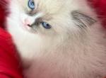 Blue Mitted bicolor - Ragdoll Kitten For Sale - Barberton, OH, US