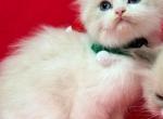 Lilac Bicolored - Ragdoll Kitten For Sale - Barberton, OH, US