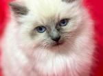 Blue point - Ragdoll Kitten For Sale - Barberton, OH, US