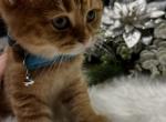 Tom - Scottish Straight Kitten For Sale - 