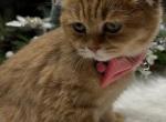 Ashi - Scottish Fold Kitten For Sale - 