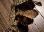 December Litter - Maine Coon Kitten For Sale - 