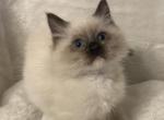 Seal Mitted Ragdoll Male - Ragdoll Kitten For Sale - 