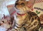 Sarabi Red collar - Bengal Kitten For Sale - Bedford, PA, US