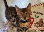 Sarabi black collar - Bengal Kitten For Sale - Bedford, PA, US