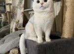 Sila - British Shorthair Kitten For Sale - Paterson, NJ, US