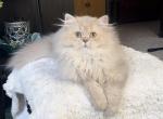 Longhair female - British Shorthair Kitten For Sale - Johns Creek, GA, US