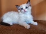 Mars - Ragdoll Kitten For Sale - Brooklyn, NY, US