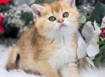 Delilah - Scottish Straight Kitten For Sale - Watertown, NY, US