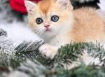 Boris - Scottish Straight Kitten For Sale - Watertown, NY, US