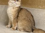 Josie - British Shorthair Kitten For Sale - 