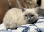 Kipper Blue Point Male - Ragdoll Kitten For Sale - 