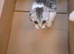 Stormy and Patches - Scottish Fold Kitten For Sale - Charlotte, NC, US