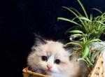 Adam - Ragdoll Kitten For Sale - Pine Grove, PA, US